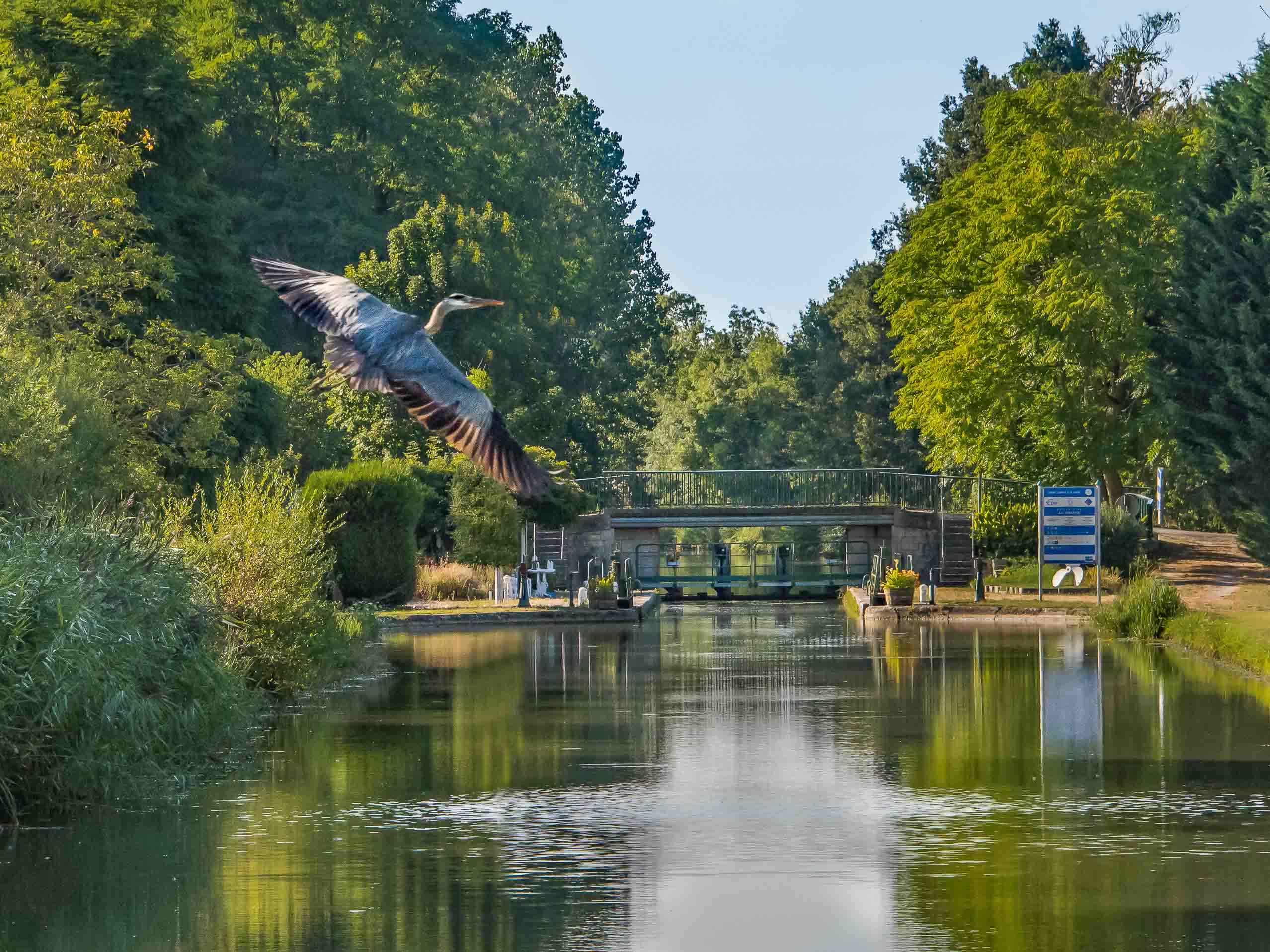 Blauwe reiger in Bourrgogne